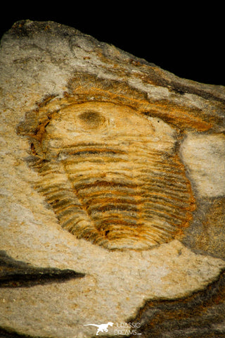 30579 - Positive/Negative 0.45 Inch Porterfieldia punctata Ordovician Trilobite - Wales, UK