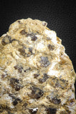 07578 - Top Rare 6.13 Inch Lepidotes pankowskii Partial Body (Associated scales) Cretaceous KemKem Beds