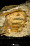 30579 - Positive/Negative 0.45 Inch Porterfieldia punctata Ordovician Trilobite - Wales, UK
