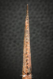 07579 - Great 2.62 Inch Hybodus Shark Dorsal Spine Cretaceous KemKem Beds