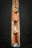 07579 - Great 2.62 Inch Hybodus Shark Dorsal Spine Cretaceous KemKem Beds