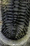 21551 - Top Huge Spiny 4.62 Inch Drotops armatus Middle Devonian Trilobite