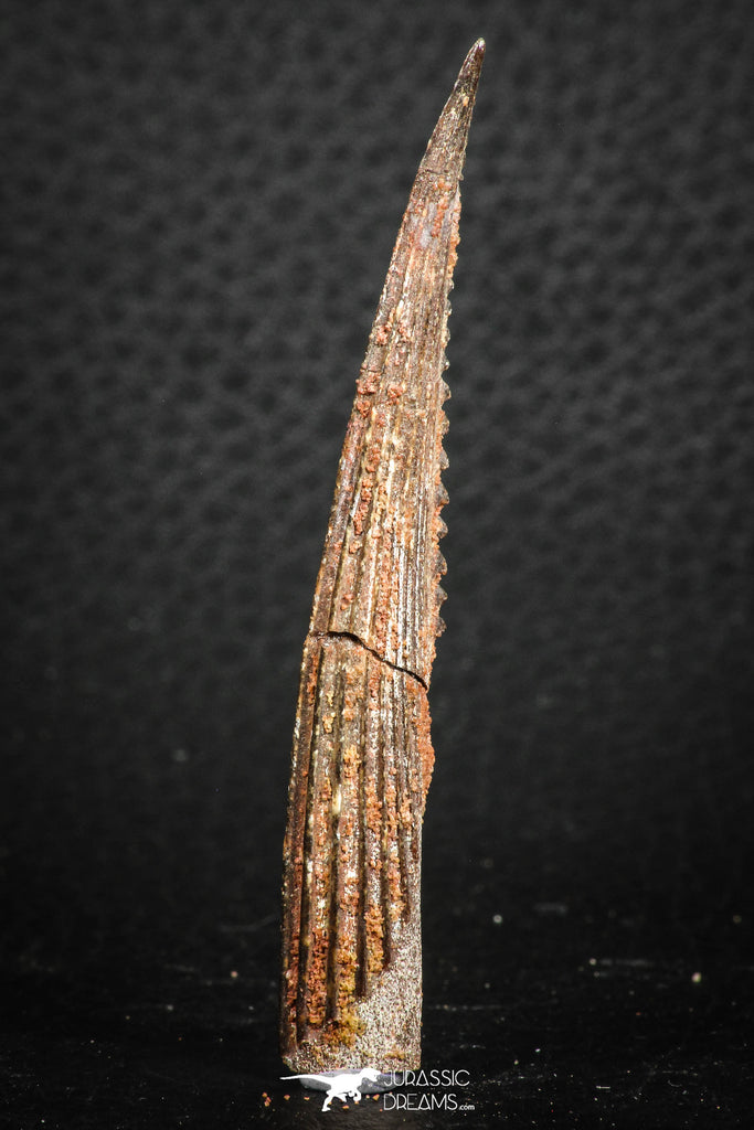 07579 - Great 2.62 Inch Hybodus Shark Dorsal Spine Cretaceous KemKem Beds