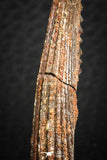 07579 - Great 2.62 Inch Hybodus Shark Dorsal Spine Cretaceous KemKem Beds