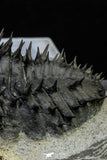 21551 - Top Huge Spiny 4.62 Inch Drotops armatus Middle Devonian Trilobite