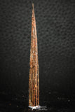 07579 - Great 2.62 Inch Hybodus Shark Dorsal Spine Cretaceous KemKem Beds