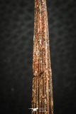 07579 - Great 2.62 Inch Hybodus Shark Dorsal Spine Cretaceous KemKem Beds