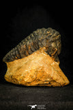 30581 - Top Quality 3.25 Inch Calymenella sp Ordovician Trilobite Ktaoua Formation