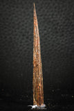 07579 - Great 2.62 Inch Hybodus Shark Dorsal Spine Cretaceous KemKem Beds