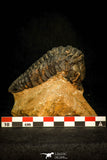 30581 - Top Quality 3.25 Inch Calymenella sp Ordovician Trilobite Ktaoua Formation