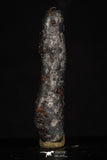 20465 - Taza (NWA 859) Iron Ungrouped Plessitic Octahedrite Meteorite 1.6g ORIENTED