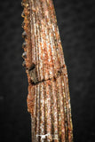 07579 - Great 2.62 Inch Hybodus Shark Dorsal Spine Cretaceous KemKem Beds