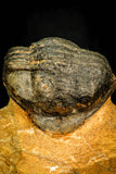 30581 - Top Quality 3.25 Inch Calymenella sp Ordovician Trilobite Ktaoua Formation