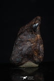 20466 - Taza (NWA 859) Iron Ungrouped Plessitic Octahedrite Meteorite 2.5g