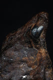 20466 - Taza (NWA 859) Iron Ungrouped Plessitic Octahedrite Meteorite 2.5g