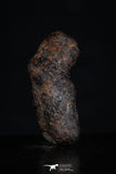 20466 - Taza (NWA 859) Iron Ungrouped Plessitic Octahedrite Meteorite 2.5g