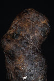 20466 - Taza (NWA 859) Iron Ungrouped Plessitic Octahedrite Meteorite 2.5g