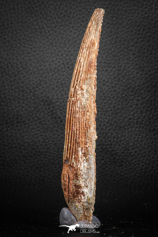 07580 - Great 5.39 Inch Hybodus Shark Dorsal Spine Cretaceous KemKem Beds
