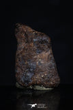 20466 - Taza (NWA 859) Iron Ungrouped Plessitic Octahedrite Meteorite 2.5g