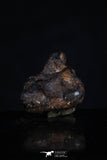 20466 - Taza (NWA 859) Iron Ungrouped Plessitic Octahedrite Meteorite 2.5g