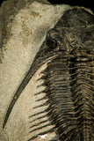 30582 - Top Rare 2.71 Inch Kayserops megaspina (Comura cometa) Middle Devonian Trilobite
