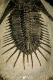 30582 - Top Rare 2.71 Inch Kayserops megaspina (Comura cometa) Middle Devonian Trilobite
