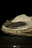 30582 - Top Rare 2.71 Inch Kayserops megaspina (Comura cometa) Middle Devonian Trilobite