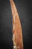 07580 - Great 5.39 Inch Hybodus Shark Dorsal Spine Cretaceous KemKem Beds
