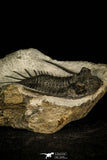 30582 - Top Rare 2.71 Inch Kayserops megaspina (Comura cometa) Middle Devonian Trilobite