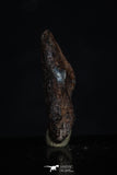 20468 - Taza (NWA 859) Iron Ungrouped Plessitic Octahedrite Meteorite 1.9g ORIENTED