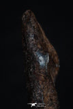 20468 - Taza (NWA 859) Iron Ungrouped Plessitic Octahedrite Meteorite 1.9g ORIENTED