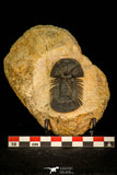 30584 - Beautiful 2.20 Inch Scabriscutellum sp Middle Devonian Trilobite