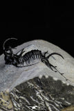 21553 - Outstanding 1.74 Inch Ceratarges sp Middle Devonian