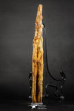 07582 - Great 8.78 Inch Hybodus Shark Dorsal Spine Cretaceous KemKem Beds