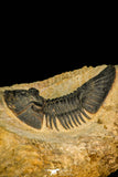 30584 - Beautiful 2.20 Inch Scabriscutellum sp Middle Devonian Trilobite