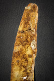 07582 - Great 8.78 Inch Hybodus Shark Dorsal Spine Cretaceous KemKem Beds