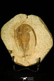 30585 - Nicely Preserved 2.41 Inch Apatokephalus sp Lower Ordovician Trilobite - Morocco