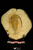 30585 - Nicely Preserved 2.41 Inch Apatokephalus sp Lower Ordovician Trilobite - Morocco