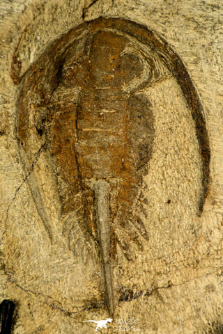 30585 - Nicely Preserved 2.41 Inch Apatokephalus sp Lower Ordovician Trilobite - Morocco