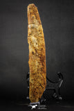 07582 - Great 8.78 Inch Hybodus Shark Dorsal Spine Cretaceous KemKem Beds