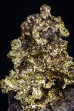 20469 - Top Beautiful Native Gold In Its Hydrothermal Quartz Matrix New Location Aouserd Occidental Sahara