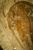 30585 - Nicely Preserved 2.41 Inch Apatokephalus sp Lower Ordovician Trilobite - Morocco
