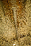 30585 - Nicely Preserved 2.41 Inch Apatokephalus sp Lower Ordovician Trilobite - Morocco