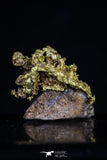 20469 - Top Beautiful Native Gold In Its Hydrothermal Quartz Matrix New Location Aouserd Occidental Sahara
