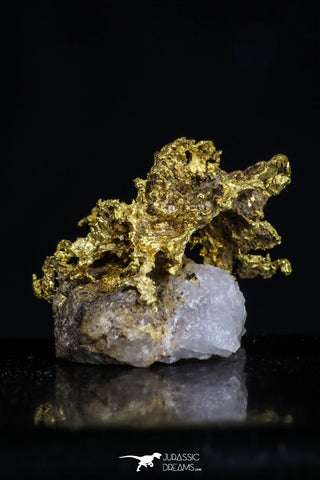20469 - Top Beautiful Native Gold In Its Hydrothermal Quartz Matrix New Location Aouserd Occidental Sahara