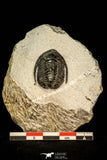 30587 - Beautiful 1.03 Inch Cornuproetus sp Middle Devonian Trilobite