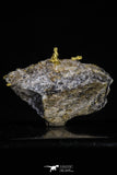 20470 - Top Beautiful Native Gold In Its Hydrothermal Quartz Matrix New Location Aouserd Occidental Sahara