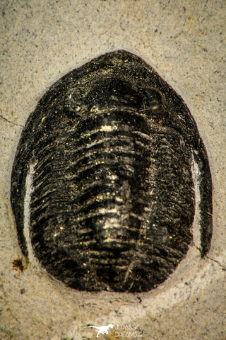 30587 - Beautiful 1.03 Inch Cornuproetus sp Middle Devonian Trilobite