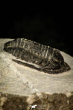 30587 - Beautiful 1.03 Inch Cornuproetus sp Middle Devonian Trilobite