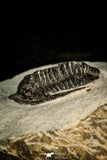 30587 - Beautiful 1.03 Inch Cornuproetus sp Middle Devonian Trilobite